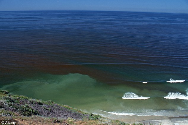 The red tide is caused by microscopic algae blooms that explode in numbers when the conditions are right